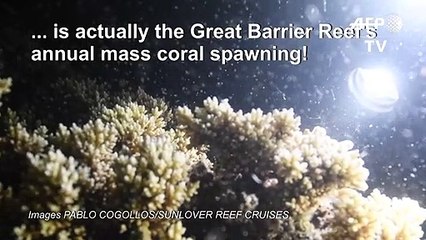 Great Barrier Reef annual mass coral spawning begins