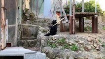 Kung Fu Bear
