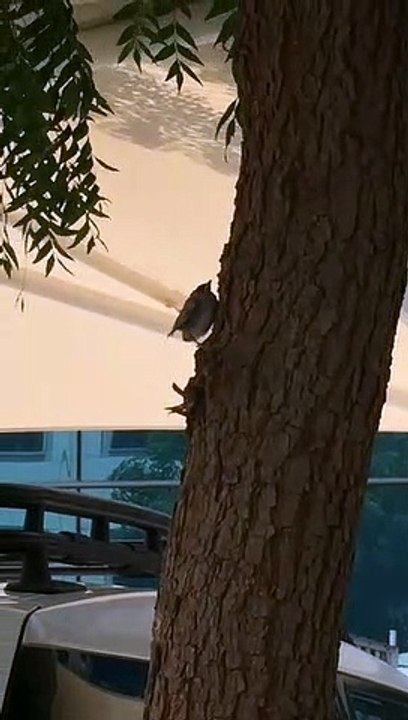 Chick climbing,  nature,  love