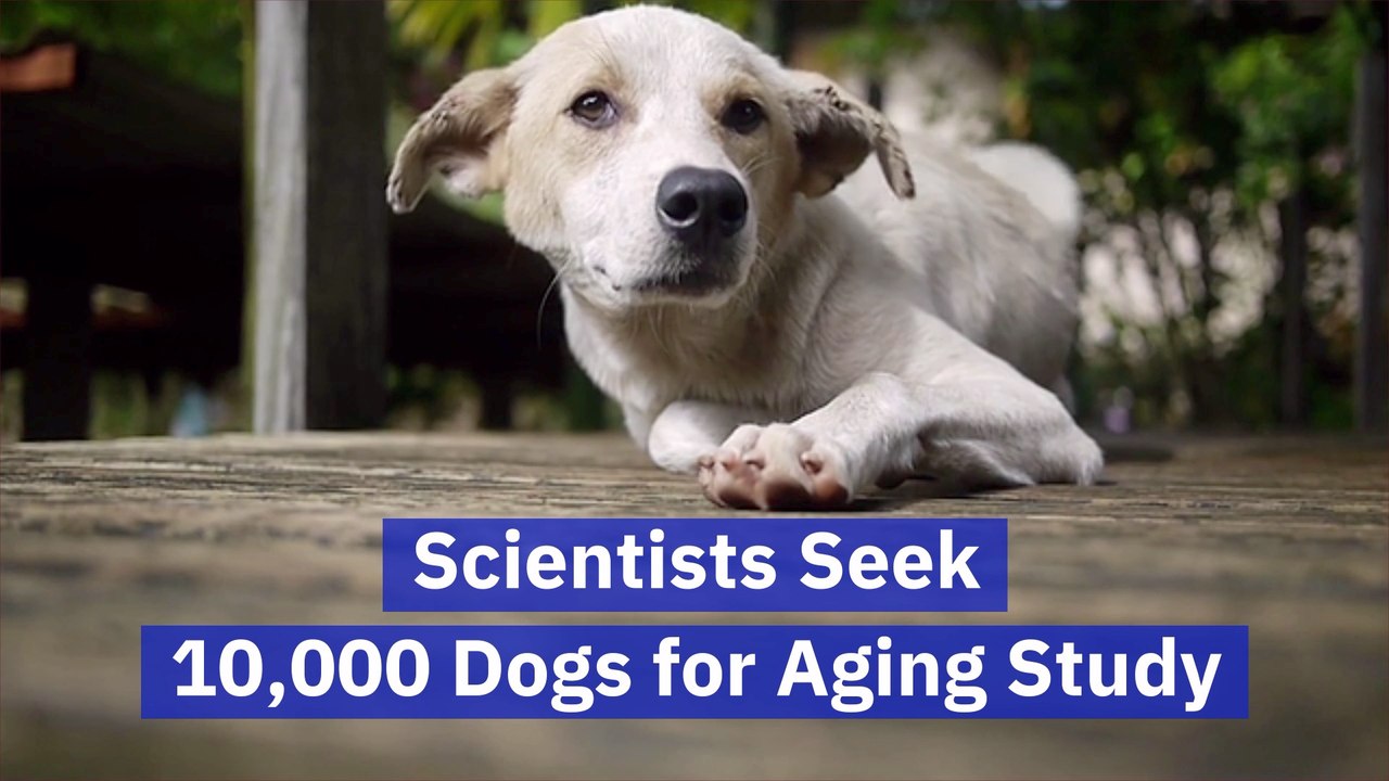 Scientists Study Aging In Dogs