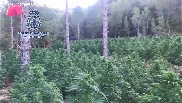 La policía española elimina un cultivo de 16.000 plantas de marihuana