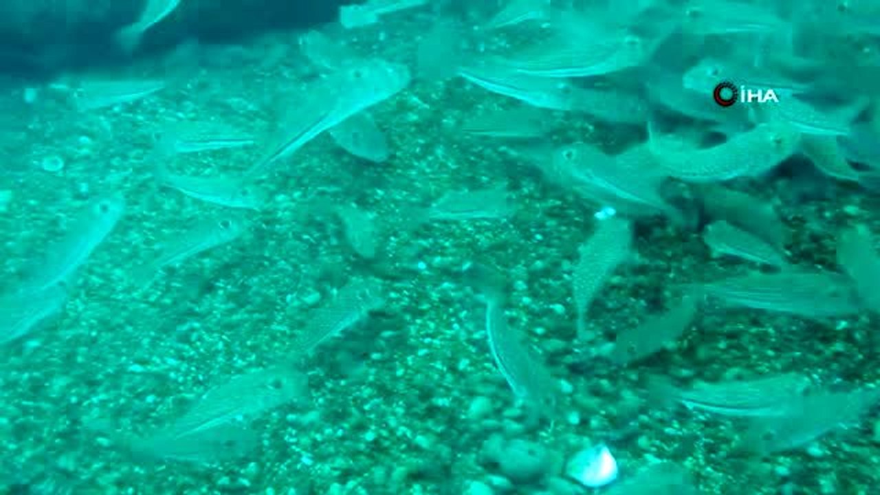 Balon balığının ihracatı ülke ekonomisine katkı sağlayacak