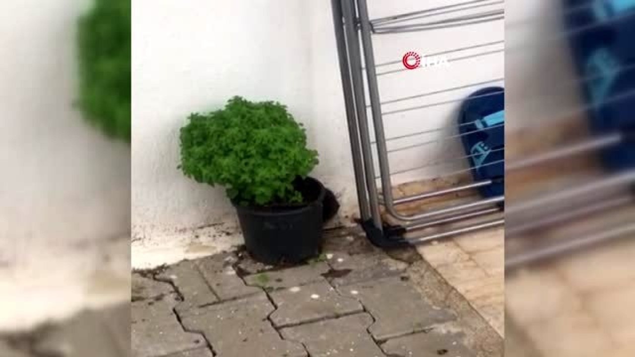 Bodrum'da kedi fare oyunu kamerada
