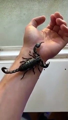 Ce scorpion change de couleur sous une lampe à UV ! - Vidéo Dailymotion