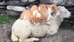Meilleur canapé : ce mouton laisse 3 chats dormir sur lui !