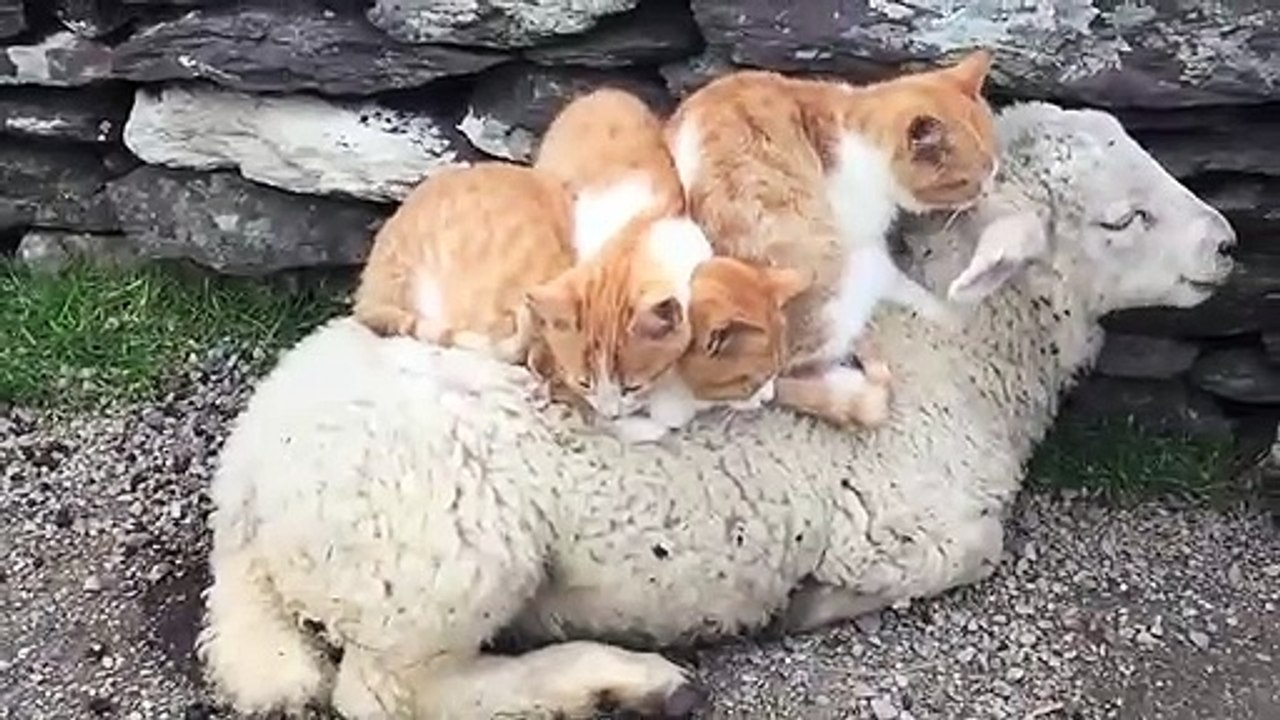 Meilleur canapé : ce mouton laisse 3 chats dormir sur lui !