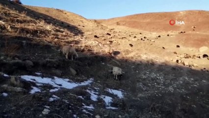 Çoban mera tepkisini çektiği videoyla dile getirdi