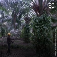 C'est quoi le problème avec l'huile de palme ?