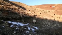 Çoban mera tepkisini çektiği videoyla dile getirdi