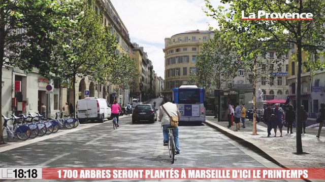 Le 18:18 - Pins, micocouliers, chênes... Ces 1700 arbres qui seront bientôt plantés dans l'hyper-centre de Marseille