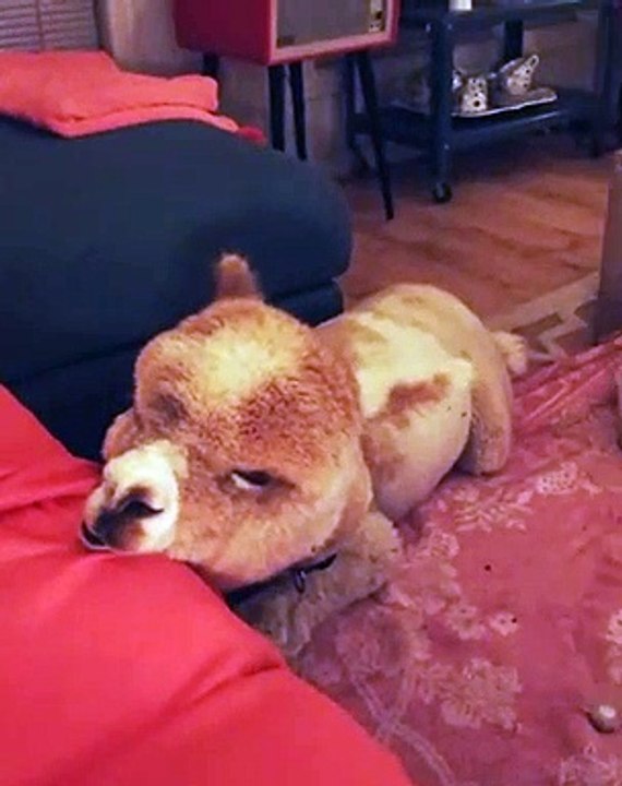 Sleepy Alpaca Needs a Pillow