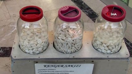 Kenger sakızının kilogram fiyatı 800 lirayı gördü