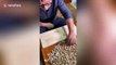 Chinese repairman creates dinosaur model from hundreds of peanut shells