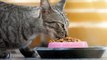 Cat Food Recalled Over Salmonella Risk to Pets and Humans