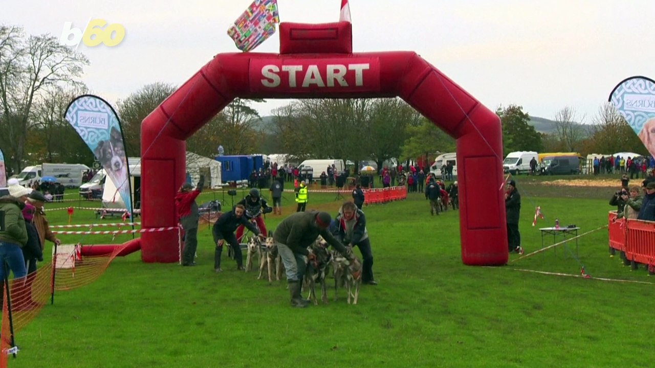 Muddy Waters! Dry-Land Dog Sledding Championship Deals With Muddy Grounds After Heavy Rains!