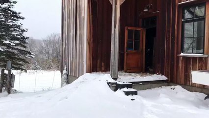 Hilarant : ces canards n'aiment ni la neige ni le froid