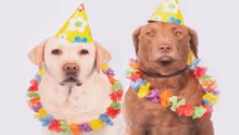 Descubre_Que_Perro_Debes_Tener_Segun_tu_Signo
