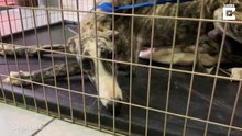 Galgo esfomeado e angustiado é resgatado e acaba por encontrar a felicidade