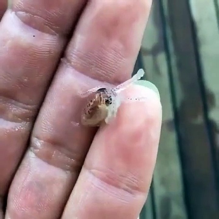 Quoi de plus adorable que ce bébé poulpe