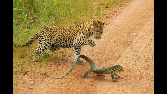 Un léopard se retrouve face à un très gros lézard...