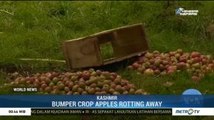 A Bumper Crop of Apples in Kashmir Rotting Away