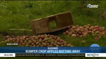 A Bumper Crop of Apples in Kashmir Rotting Away