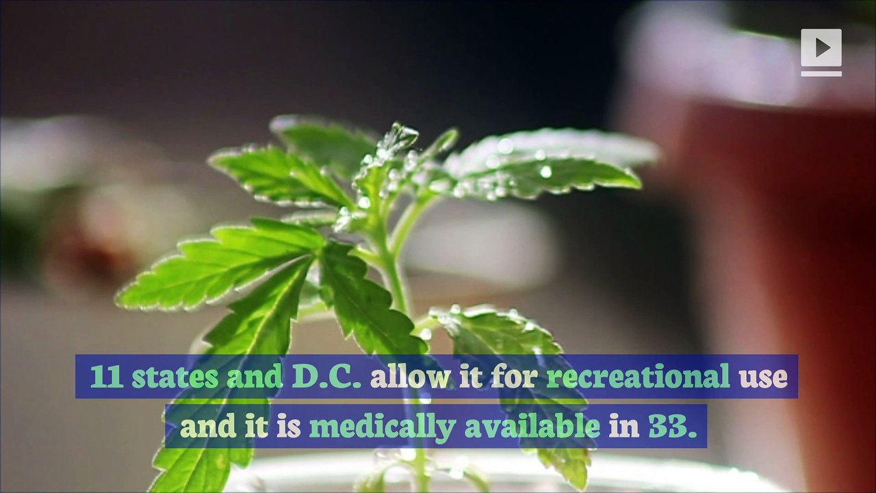 Joe Biden Not in Favor of Pot Legalization, Says Its a 'Gateway Drug'