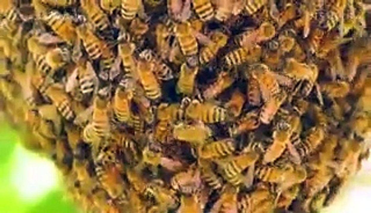 Bees pollinate more than a third of the world's crops. Here's what would happen if they went extinct.