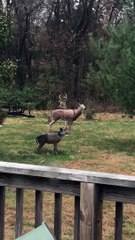 Deer Confused by Broken Doe