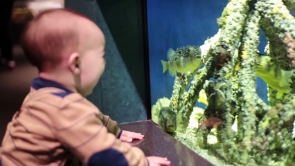 Funniest Baby fails with Animals | Try not to laugh