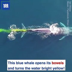 Une baleine laisse une traînée jaunâtre dans l'océan