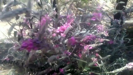 Korunga bitkisi adi yonca korunga otunun yetiştiriciliği hakkında bilgiler yem bitkisi korunga