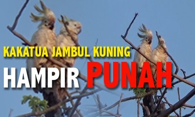 Pelestarian Kakatua Jambul Kuning