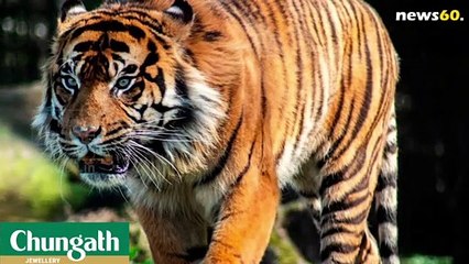 നടന്ന് ലോകറെക്കോ‍‍ഡിട്ട രണ്ട് ഇന്ത്യന്‍ കടുവകള്‍