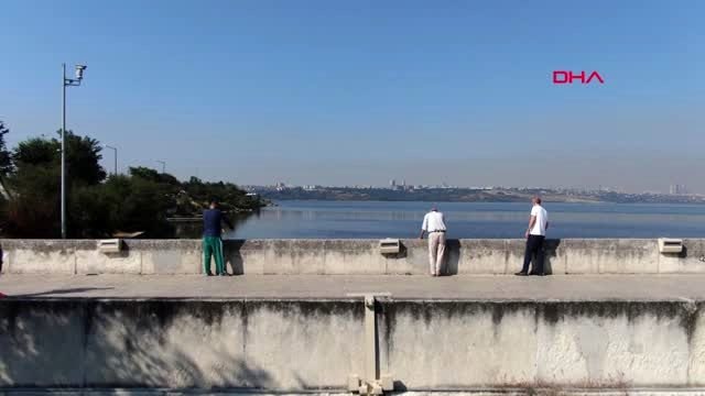 Su samurları yenikapı ve zeytinburnu sahillerinde görüntülendi