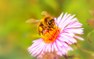 Las abejas son catalogadas como el ser vivo más importante del planeta