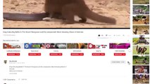 Buffalo crazy Save Lizard From 7 Lion   Most Spectacular Big Cat Attacks Compilation including Lion