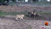 BUFFALO ESCAPES AS LIONS TRY TO CHASE & KILL IT