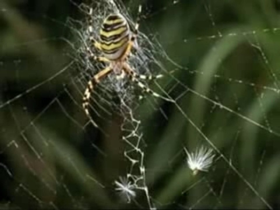 TPE: La toile d'araignée et ses étonnantes propriétés