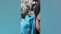 Kitty Gives Owner A Massage