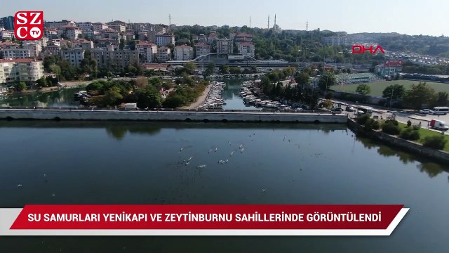 Su samurları Yenikapı ve Zeytinburnu sahillerinde görüntülendi