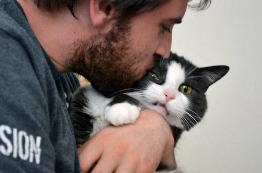 Voici comment rendre votre chat plus câlin