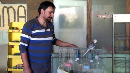 El ilanıyla aranan kayıp papağan bulundu - GAZİANTEP