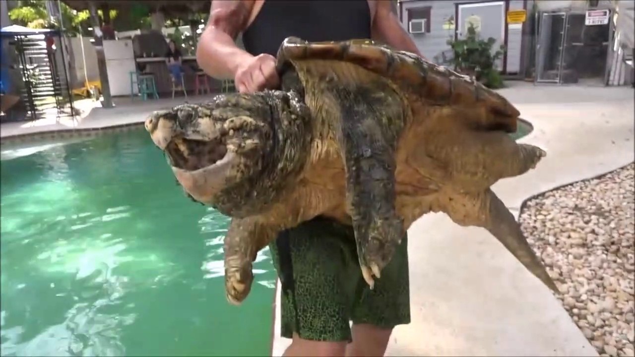 Il nous présente son énorme tortue serpentine... joli monstre