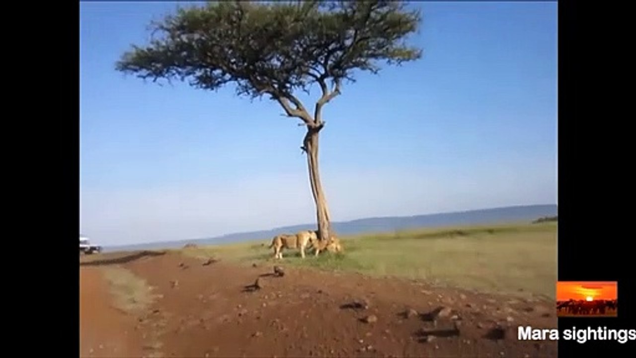 Une lionne vient aider son petit lionceau coincé dans un arbre
