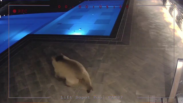 Un ours vient prendre son bain dans la piscine d'un hôtel en pleine nuit !