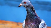 Scientists Are Using Dog Bones To Heal Pigeons' Fractured Wings