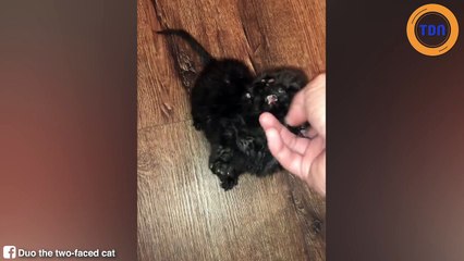 Ce chaton possède... 2 visages !