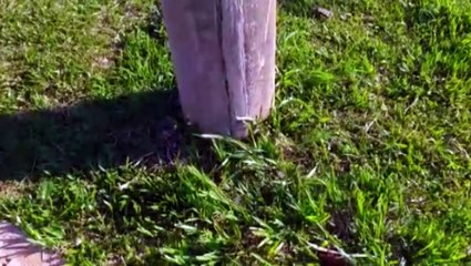 Morador alerta para abelhas na Avenida Tancredo Neves