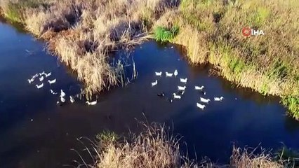 Karadeniz'in incisi: 'Gölyazı'